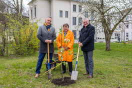 Landrat Carsten Michaelis, Landtagsabgeordnete Kerstin Nicolaus und B&uuml;rgermeister Michael Franke pflanzen einen Apfelbaum