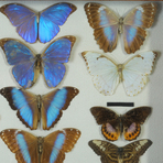 Naturalienkabinett und Stadtmuseum Waldenburg