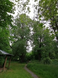 2 Linden am Ententeich in Blankenhain