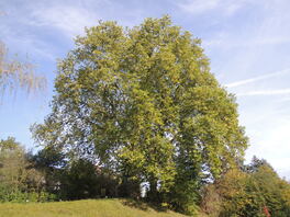 2 Platanen am Kloster Frankenhausen