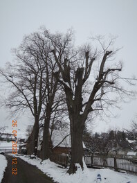 3 Linden an der Hofzufahrt in Beiersdorf