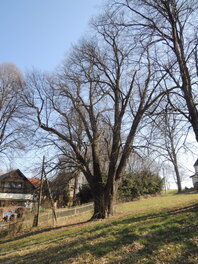 4-st&auml;mmige Linde an der Wiesener Stra&szlig;e in Kirchberg