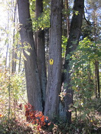 5-st&auml;mmige Eiche an der Eichleithe in Gr&uuml;nau