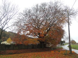 Buche am Bad in M&uuml;lsen St. Niclas