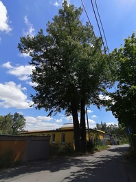 Doppellinde am Fabrikweg in Langenhessen