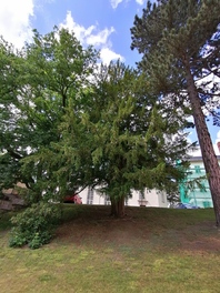 Eibe am Freiheitsplatz in Limbach