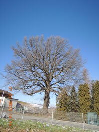 Eiche am Bahnw&auml;rterhaus in Ruppertsgr&uuml;n