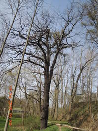 Eiche am D&ouml;bitzteich in der Gemarkung Neukirchen
