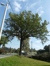 Stieleiche an der Hauptstra&szlig;e in Oberwiera