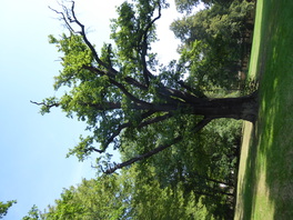 Stieleiche im Lustgarten Waldenburg