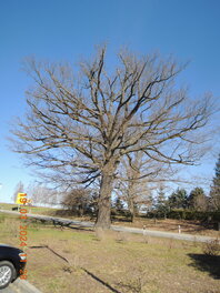 Stieleiche vor der Molkerei Altenburger Stra&szlig;e in Waldenburg