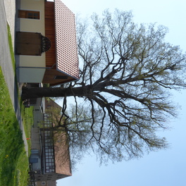 Stieleiche an der Meeraner Stra&szlig;e in Oberwiera