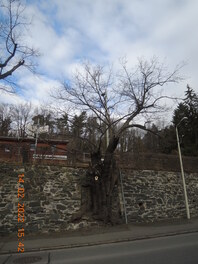 Stieleichen Cainsdorfer Stra&szlig;e in Oberplanitz