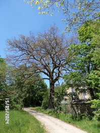 Eiche am Friedhof in Thierfeld