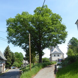 Eiche am Hang in Niederalbertsdorf
