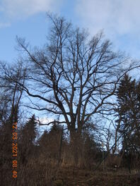 Stieleiche im ehemaligen Botanischen Garten in Zwickau