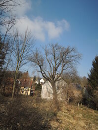 Esche am Bachweg in Mosel