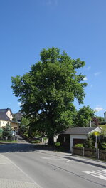 Friedens-Eiche an der Oberen Hauptstra&szlig;e in Mittelfrohna