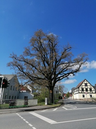 Friedens-Eiche in Langenbernsdorf