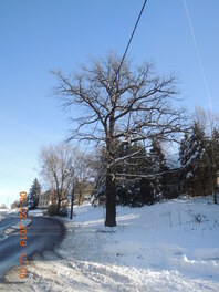 Friedens-Eiche in Steinpleis