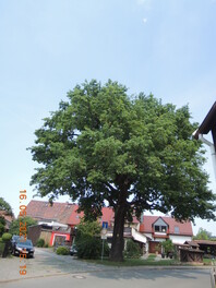 Friedens-Eiche an der B 180 in Waldenburg