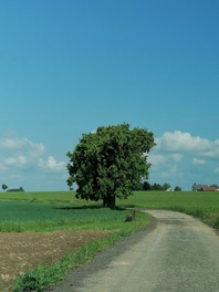 Galgen-Linde am Querweg in Br&auml;unsdorf