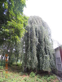 H&auml;ngebuche an der Crimmitschauer Stra&szlig;e in Werdau