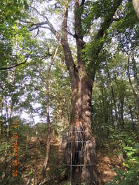 K&auml;ppler-Eiche in Lichtenstein