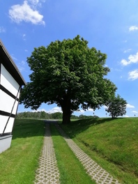 Kastanie an der Wolkenburger Stra&szlig;e in Kleinbernsdorf
