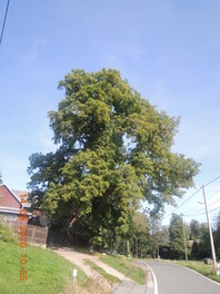 Kastanie am Bauerngeh&ouml;ft an der Dorfstra&szlig;e in Wolfersgr&uuml;n