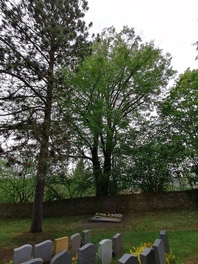 Kirchberg-Linde Beiersdorf