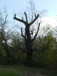 Kranich-Linde am Schlossberg in Wolkenburg