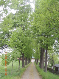Lindenallee an der Kirchberger Stra&szlig;e in Wiesen