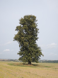 Linde in der Feldflur zwischen Neukirchen und Lauterbach