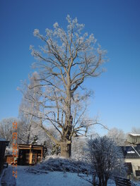 Winterlinde am H&ouml;henweg in St. Egidien