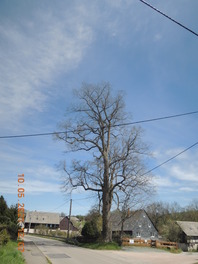 Linde an der Dorfstra&szlig;e in Oberzschocken