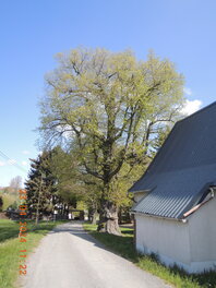 Linde an der Oberen Bachstra&szlig;e in Langenbernsdorf
