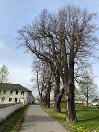 Lindenallee am Schloss Blankenhain