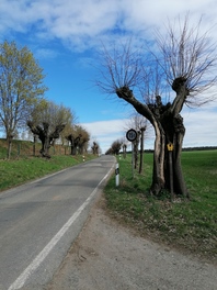 Lindenallee Voigtlaider Stra&szlig;e in Thurm