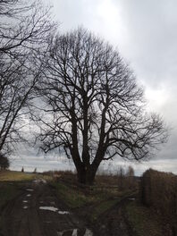 Luther-Linde in Hohenstein