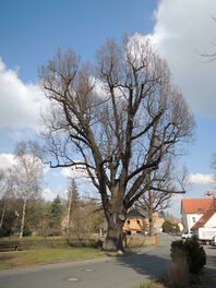 Melanchthon-Eiche in Mosel