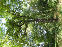 Mistellinde am Damm des D&ouml;bitzteiches in der Gemarkung Neukirchen