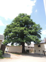 M&uuml;hlen-Eiche in Beiersdorf