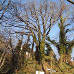 Eiche am Friedhof in Blankenhain