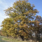 Gro&szlig;e Eiche &ouml;stlich Paradiesgrund Gemarkung Gablenz