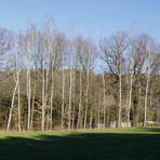 Hochzeits-Eichen in Hartenstein