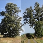 2 Linden am Wanderweg Gemarkung Voigtsgr&uuml;n