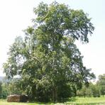 Buche, Linde, Feldahorn in Gr&uuml;nau