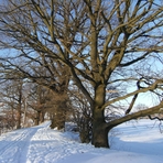 Eichen am Zwirnteich Sch&ouml;nfels