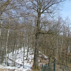 Hohe Linde im Schellergrund K&ouml;nigswalde